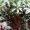 Ficus Elastica Ruby 8In - Image 2